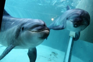 В Краснодарском крае дельфины содержатся в бывшем коровнике