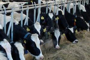 В Астраханской области фермеры начинают производство молока в промышленных масштабах