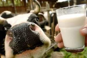 Производство молока в Астраханской области нерентабельно