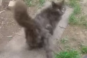 Кот-мутант с тремя хвостами переполошил Ахтубинск. Видео
