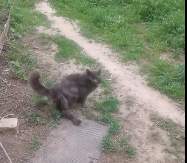 В Астраханской области живёт кот-мутант с тремя хвостами