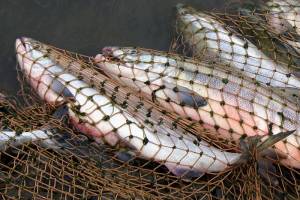 Более 200 кг рыбы похитили сельчане из улова артели