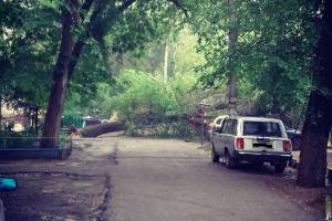Огромное дерево упало на дорогу в Астрахани