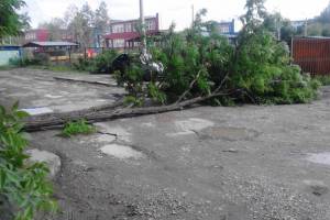 На дорогу у детского сада рухнуло дерево