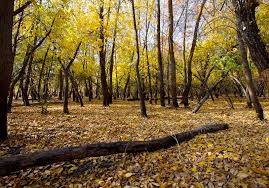До 14 июня в Астраханской области действует запрет на посещение леса