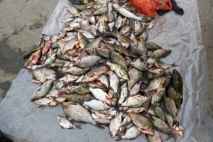 Житель Астраханской области выловил 50 кг рыбы с помощью электрического разряда