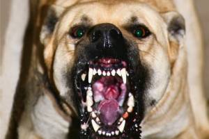 В Астрахани будут судить хозяина собаки, которая убила ребенка