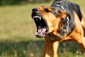 В Астрахани будут судить хозяина собаки, напавшей на девочку