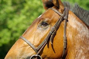 Под Астраханью лошадь покончила жизнь самоубийством