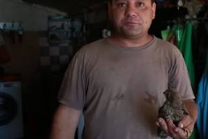 Астраханец спас птенцов пустельги, которые застряли в вагоне