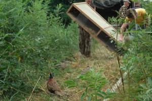 В Астраханской области в естественную среду выпустили 300 фазанов