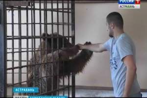 В Астрахани владельцы мини-зоопарка оставили в клетках волка, медведя и лису