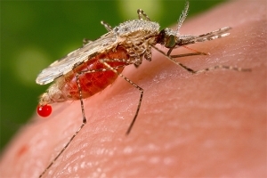 Как защитить себя от укусов насекомых летом