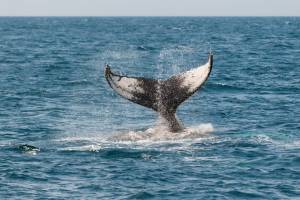 О китах, дельфинах и работниках торговли