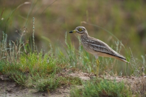 В Астрахани замечены птицы Африки. Фото