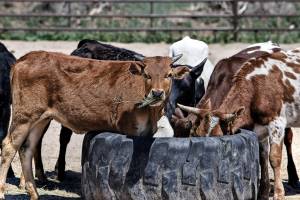 Астраханцы опасаются есть говядину. В области впервые зафиксирован коровий дерматит