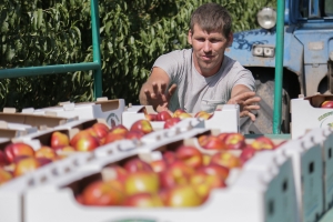 Первая партия фруктов с фирменным знаком «Астраханская область» вчера отправлена в Москву