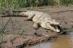 В Астраханской области искали сбежавшего крокодила