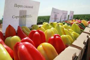 Аграрии Черноярского района в лидерах по сбору сладкого перца