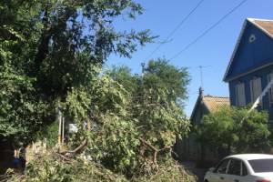 В Астрахани дерево упало на дорогу. Оголенные провода на земле