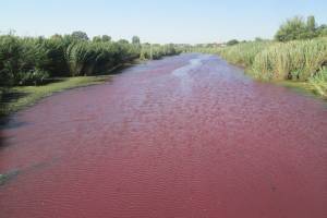 Красная вода Казачьего ерика: эксперты называют причины окрашивания воды
