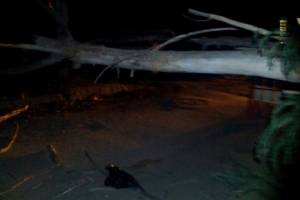 В Астрахани дерево упало на дорогу
