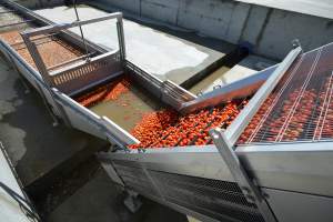 Завод по производству томатной пасты на особом внимании