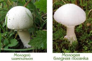 Астраханские грибники путают поганки с шампиньонами