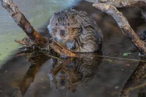 В Астрахани водится водяная крыса