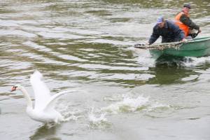 В Астрахани лебеди переедут с Лебединого озера