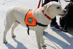 Будни собаки-поисковика в Астрахани: собачья работа или большая честь