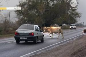 Внимание - животные на дороге !