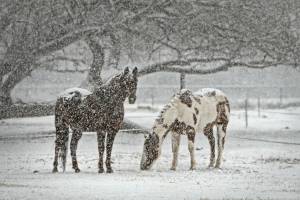 Завтра в Астраханской области ожидается снег и гололед