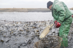 Астраханские предприятия вырастили в этом году 18 тыс тонн прудовой рыбы