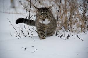 Завтра в Астраханской области снег и гололед