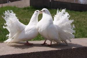 Астраханец занимается разведением голубей в городе