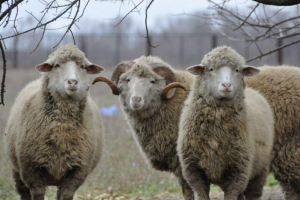 Житель Астраханской области пытался добраться домой на попутке с двумя овцами