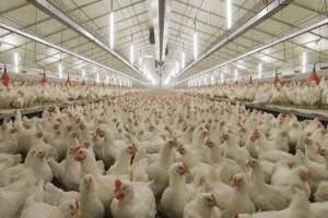 В Астраханской области уничтожено более 50% кур «Харабалинской» птицефабрики