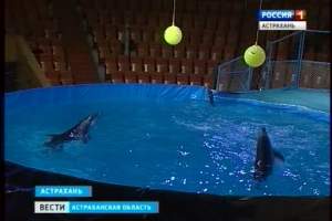 Впервые в астраханском цирке проходит водное шоу дельфинов и морских котиков