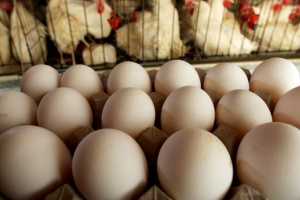 Россия ограничила экспорт кур и яиц из Астраханской области