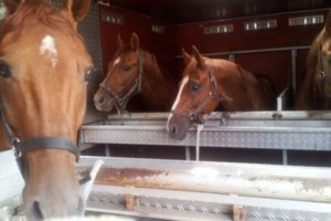Лошади из Кабардино-Балкарии не попали в Казахстан из-за отсутствия документов