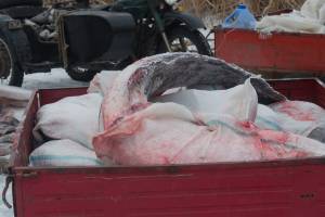 5 тонн осетров изъяли у банды браконьеров в Астраханской области