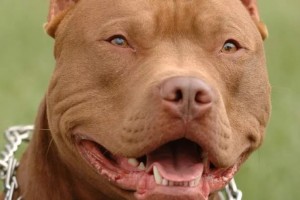 Госдума РФ предлагает ввести понятие  «потенциально опасные породы собак»