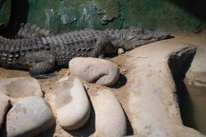 В Астрахани крокодил из сгоревшего «Октября» наконец-то поел
