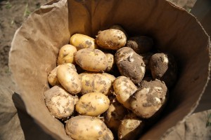 В Астраханской области приступили к сбору раннего картофеля
