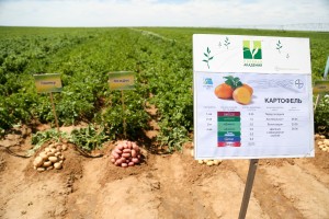 В Астраханской области прошёл День картофельного поля