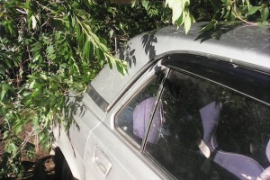 В центре Астрахани упавшее дерево повредило два автомобиля