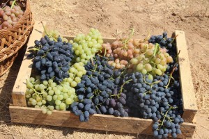 В Астраханской области возрождается виноградарство