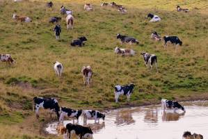 Астраханские коровы могут остаться голодными зимой 