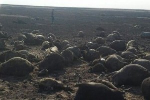 Пастух и почти полторы тысячи овец погибли из-за удара молнии в Казахстане
